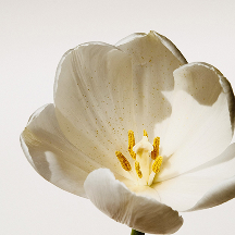 White rose - image 2 out of 5