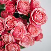 Pink roses - image 3 out of 5