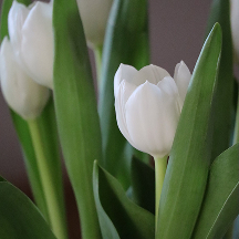 White tulips - image 4 out of 5
