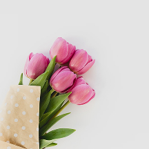 Pink tulips